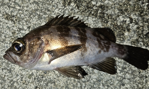 メバルの釣果