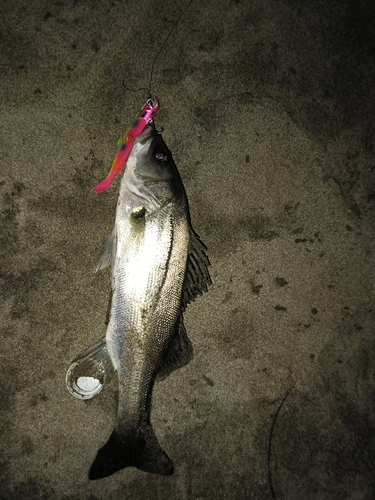 セイゴ（マルスズキ）の釣果