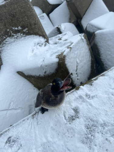 釣果