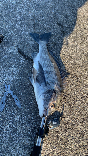 クロダイの釣果