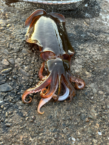 アオリイカの釣果