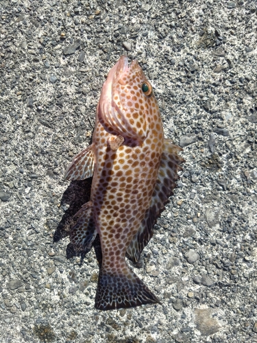 オオモンハタの釣果