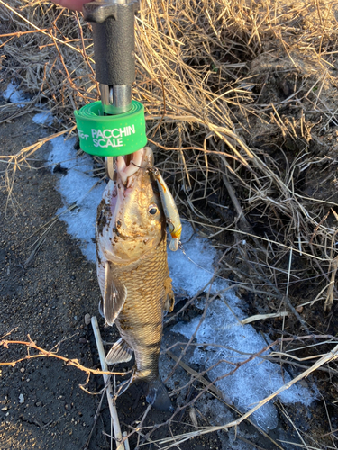 ニゴイの釣果