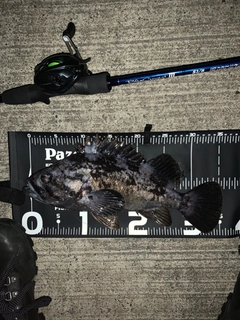 クロソイの釣果