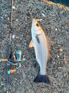 ヒラスズキの釣果