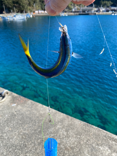 タカベの釣果