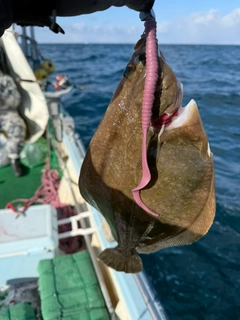 カレイの釣果