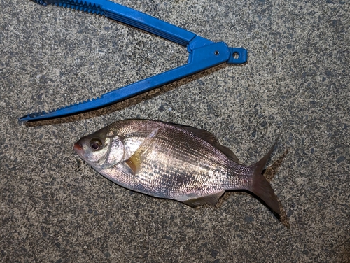 ウミタナゴの釣果