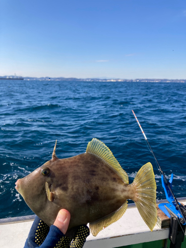 カワハギの釣果