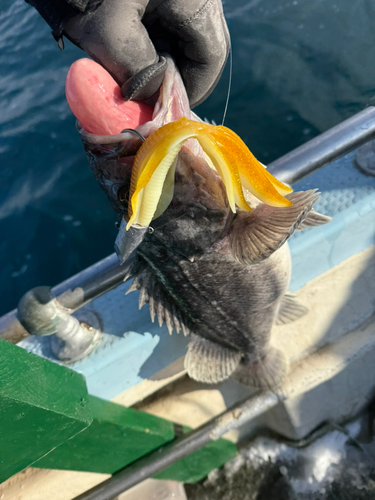 クロソイの釣果