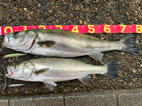 シーバスの釣果