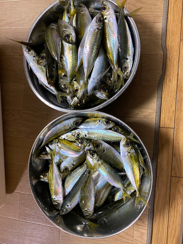 アジの釣果