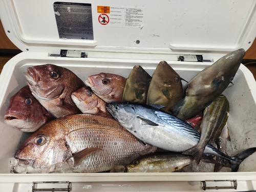 マダイの釣果