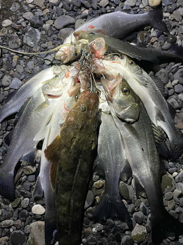 ヒラスズキの釣果