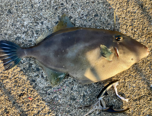 ウマヅラハギの釣果