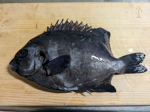 イシダイの釣果