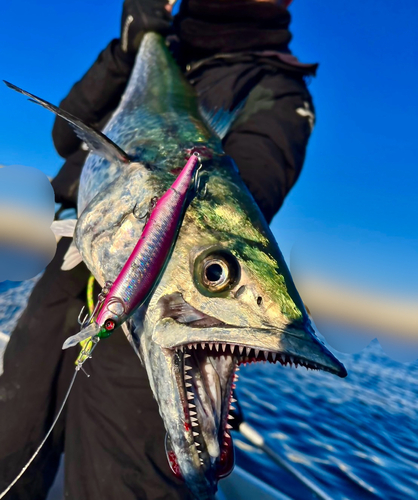 サワラの釣果