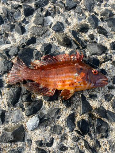 カワハギの釣果