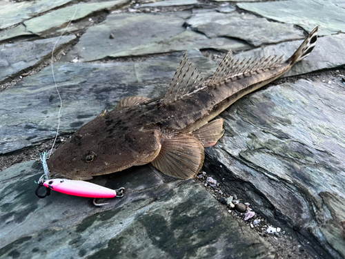 マゴチの釣果