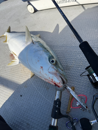 ブリの釣果