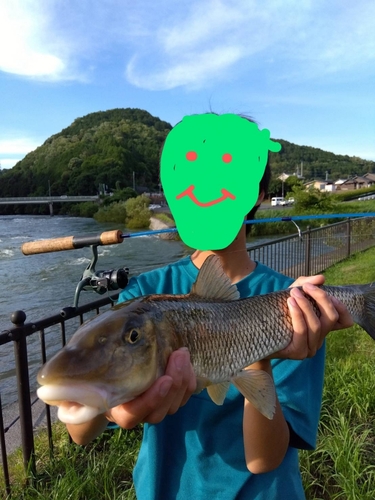 ニゴイの釣果