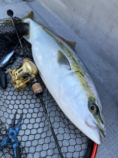 ブリの釣果