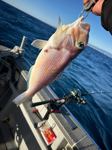 トラウトの釣果