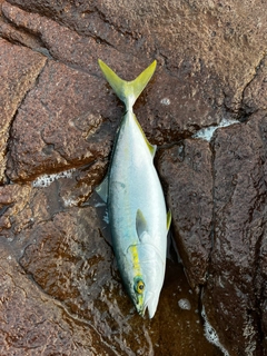 ヤズの釣果