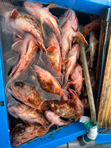 アラカブの釣果