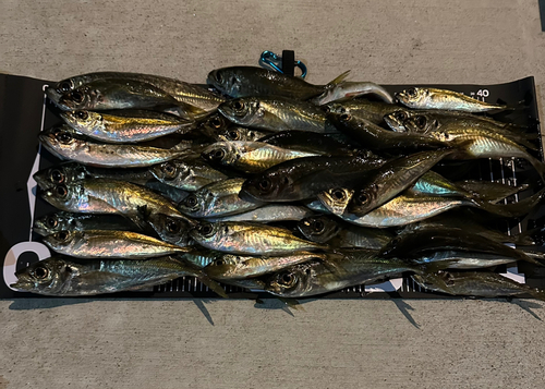 アジの釣果