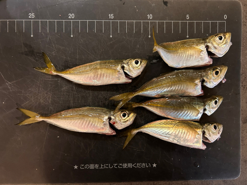 アジの釣果