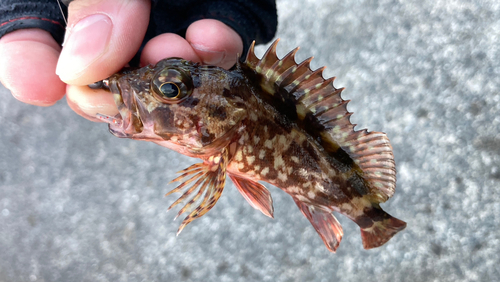 カサゴの釣果