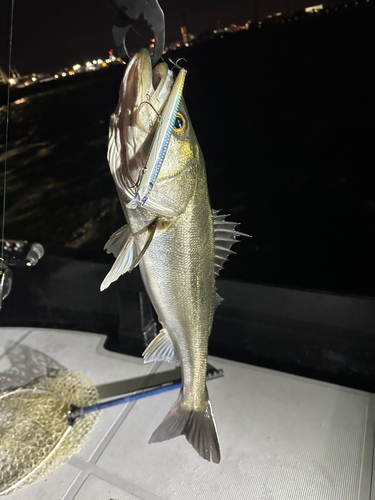 シーバスの釣果