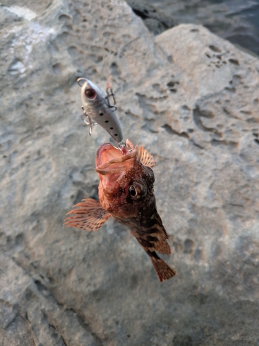 アラカブの釣果