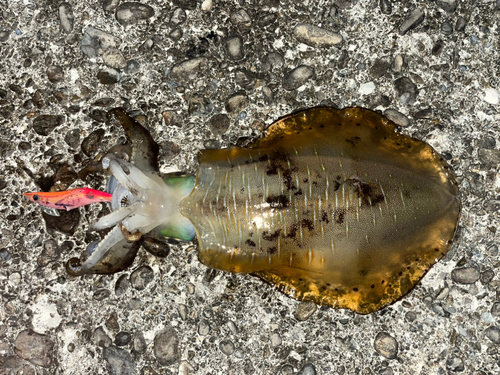 アオリイカの釣果