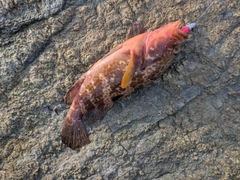 キジハタの釣果