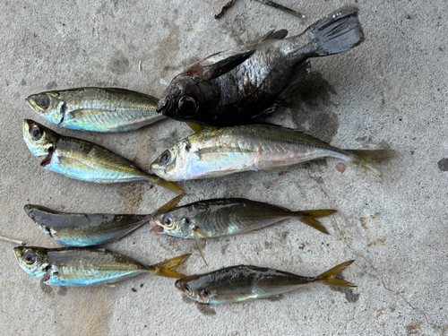 マアジの釣果