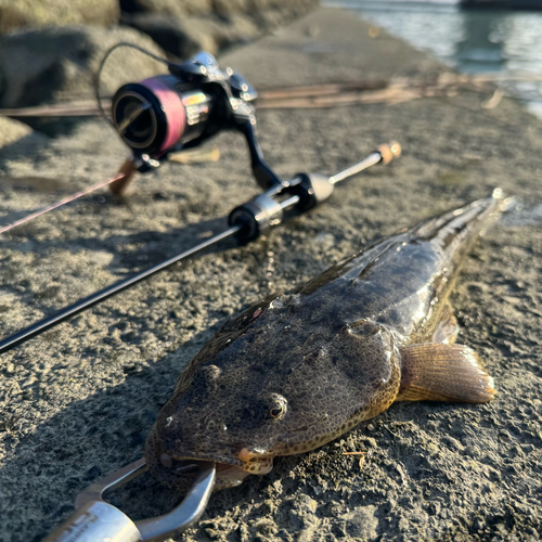 コチの釣果