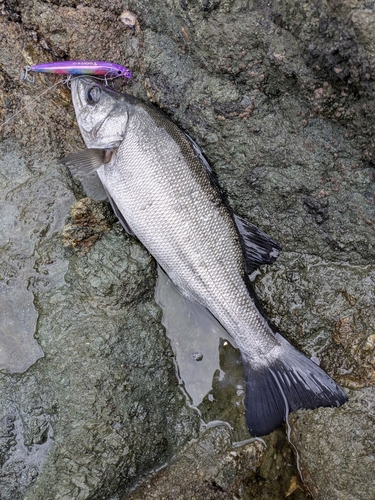 ヒラスズキの釣果