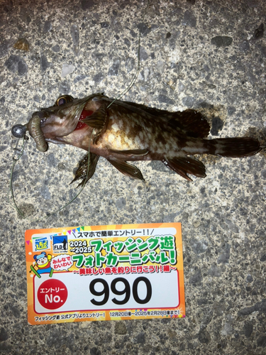 カサゴの釣果