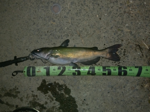 アメリカナマズの釣果