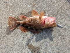 アラカブの釣果