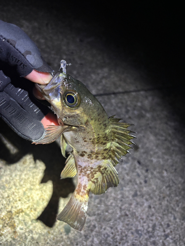 メバルの釣果