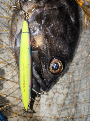 クロソイの釣果