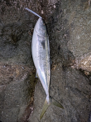 ブリの釣果