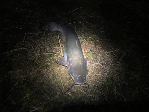 アメリカナマズの釣果