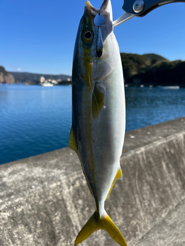 ヤズの釣果