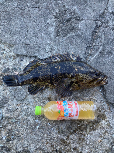 タケノコメバルの釣果