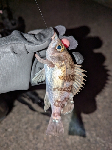 メバルの釣果