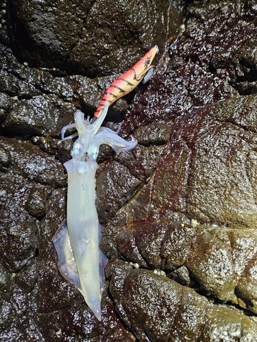 ヤリイカの釣果